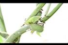 葛藤-托葉05.JPG