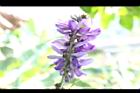 葛藤-花08.JPG