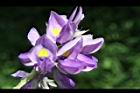 葛藤-花11.JPG