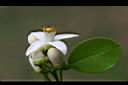 葡萄柚-花02.jpg
