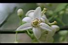 葡萄柚-花05.jpg