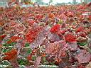 葡萄-紅葉02.JPG