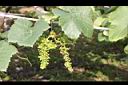 葡萄-花11.jpg
