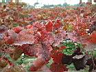 葡萄-紅葉00.JPG