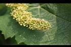 葡萄-花01.jpg