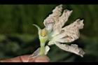 葫蘆-雄花02.JPG