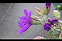 蒂牡花-花03.jpg