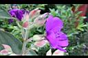 蒂牡花-花07.jpg