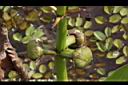 蒙特登慈姑-實4.JPG