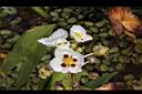 蒙特登慈姑-花9.JPG