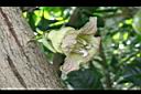蒲瓜樹-花09.JPG