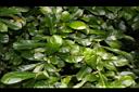 蒲瓜樹-葉01.JPG