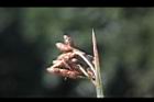 蒲-實06.JPG
