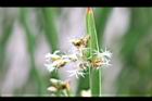 蒲-花05.JPG