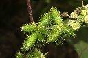 蒼耳-實03.JPG