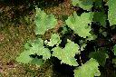 蒼耳-葉00.JPG