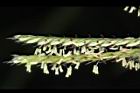 羅滋草-花04.JPG