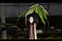 蓬萊天南星-花株08.JPG