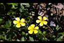 蓬萊毛茛-花04.jpg