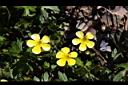 蓬萊毛茛-花05.jpg