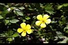 蓬萊毛茛-花00.jpg
