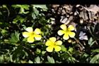 蓬萊毛茛-花02.jpg
