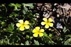 蓬萊毛茛-花03.jpg