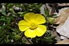 蓬萊毛茛-花11.JPG