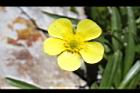 蓬萊毛茛-花15.JPG