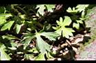 蓬萊毛茛-葉2.jpg