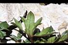蓬萊毛茛-葉背1.JPG