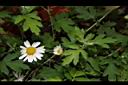 蓬萊油菊05.JPG