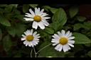 蓬萊油菊11.JPG