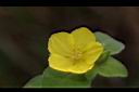 蓬萊珍珠菜-花00.JPG