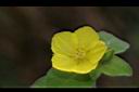 蓬萊珍珠菜-花02.JPG