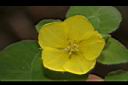 蓬萊珍珠菜-花03.JPG