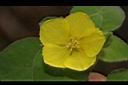 蓬萊珍珠菜-花04.JPG