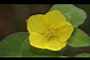 蓬萊珍珠菜-花05.JPG