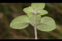 蓬萊珍珠菜-葉背00.JPG