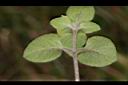 蓬萊珍珠菜-葉背01.JPG
