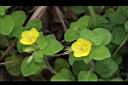 蓬萊珍珠菜02.JPG