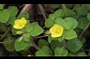 蓬萊珍珠菜03.JPG