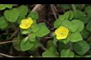 蓬萊珍珠菜04.JPG