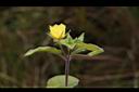 蓬萊珍珠菜12.JPG