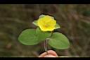 蓬萊珍珠菜17.JPG