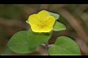 蓬萊珍珠菜27.JPG