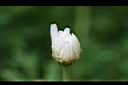 瑪格麗特-花苞0.jpg