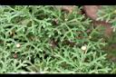 瑪格麗特-葉1.jpg