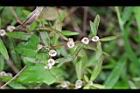 蓮子草16.jpg