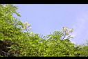 蓮實藤-花05.JPG